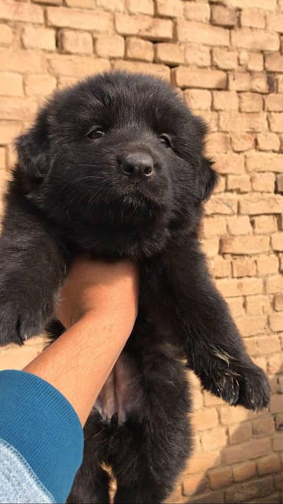 gsd breeder female and puppy for sale