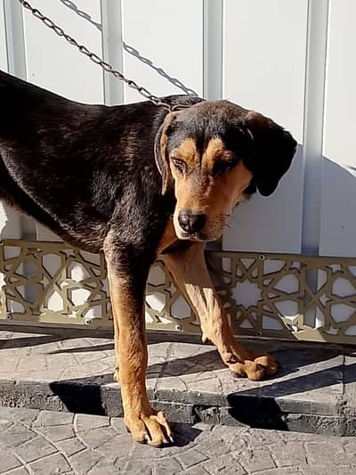 Rottweiler dog  argent for sale panter+Rottweiler