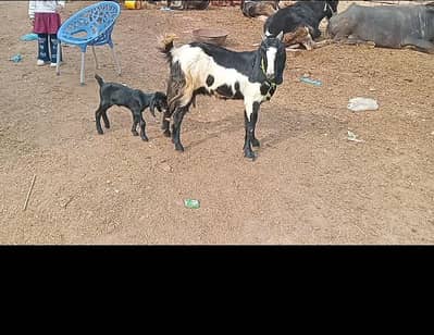 gaot with female kid  38500 last price offer waly rapta na kry