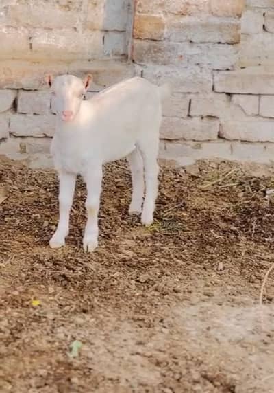 zero size Gulabi Breeder