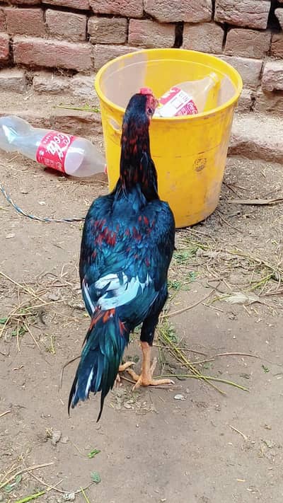 aseel kili taj Pattha for sale only WhatsApp