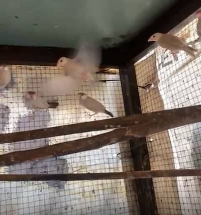 8 Fawn java Pathy 800 pp