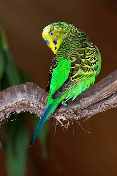 Budgies and chick