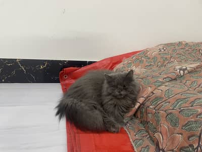 Persian cat trio available