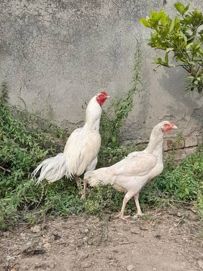 Heera Aseel Pair( Murghi eggs day rhi]