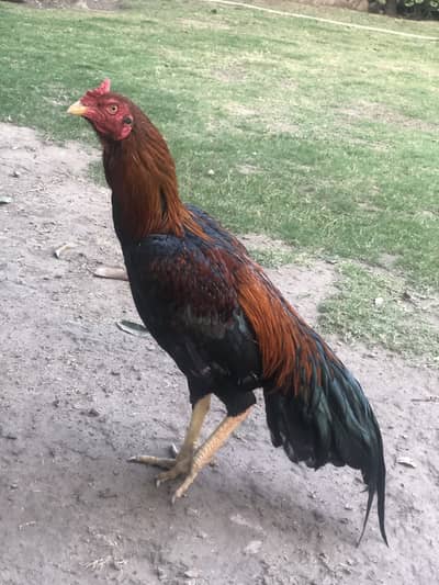 mianwali aseel murgha exchnage