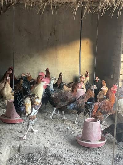 Golden misri murgia and murga