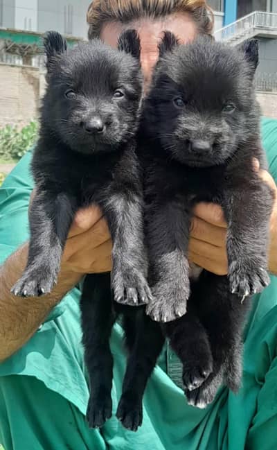 Black German shepherd  Long coat | Puppy | GSD | Dog for sale