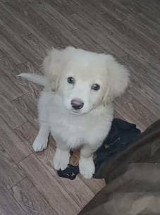 Labra | British Labra |  Retriever | Golden Retriever | Puppy For Sale