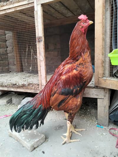 *Aseel murga high quality*