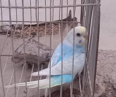 Rainbow Clear Wing Patha