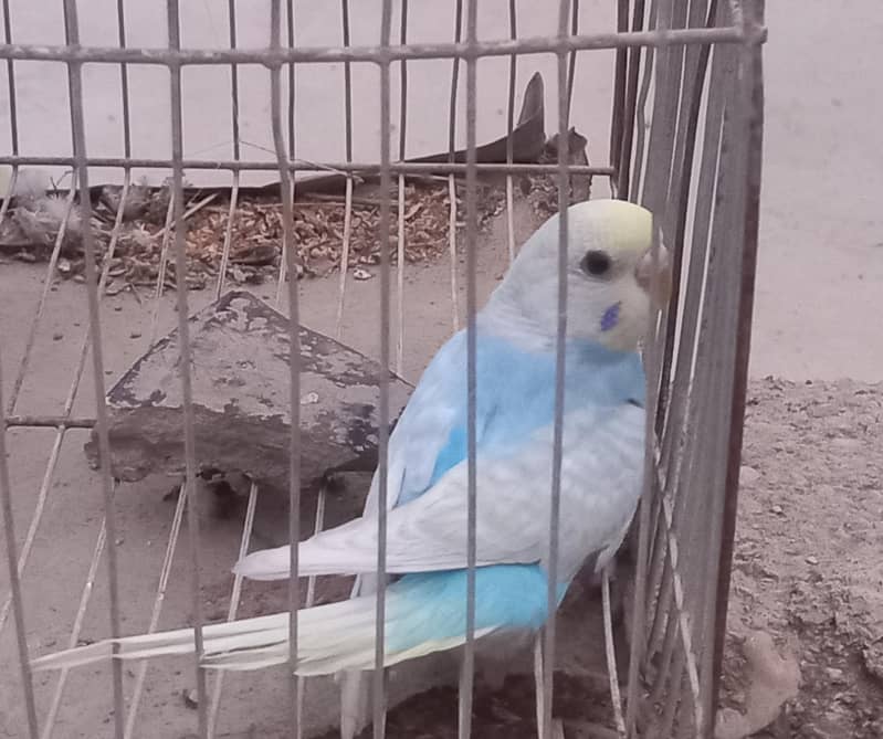 Rainbow Clear Wing Patha 0