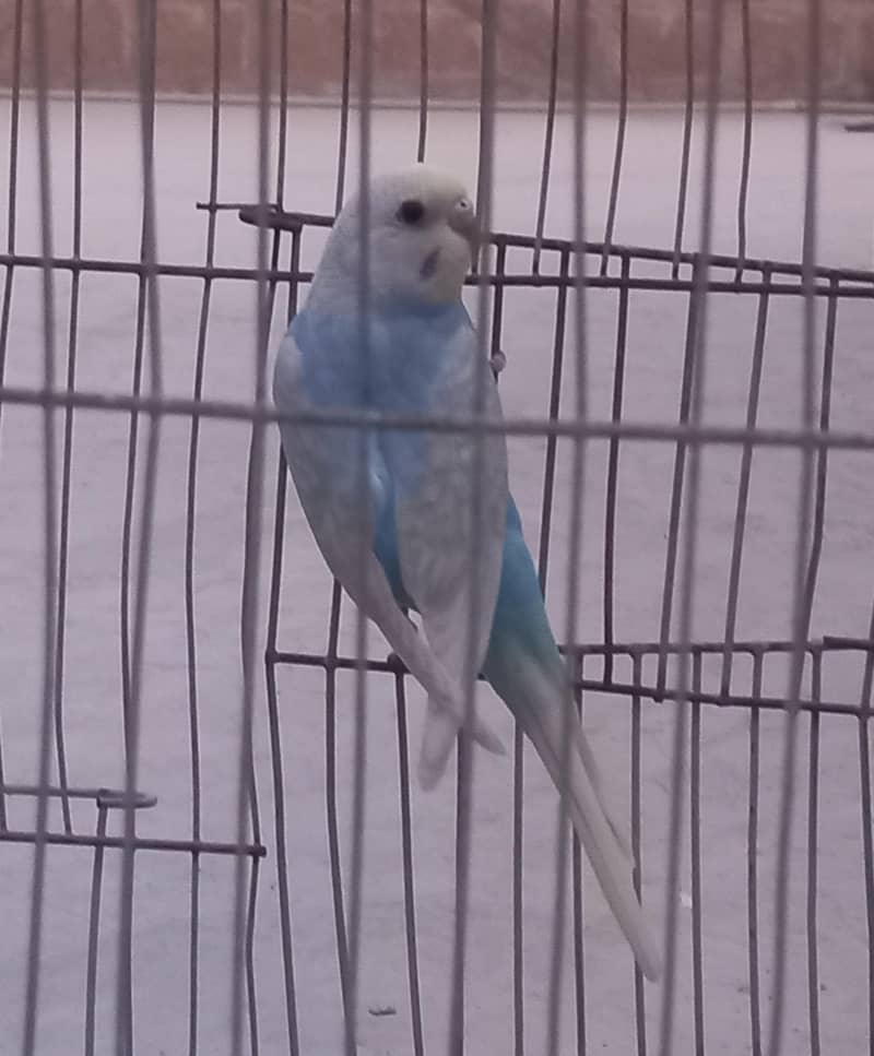 Rainbow Clear Wing Patha 1