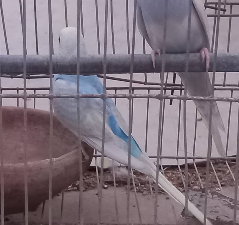 Rainbow Clear Wing Patha 2