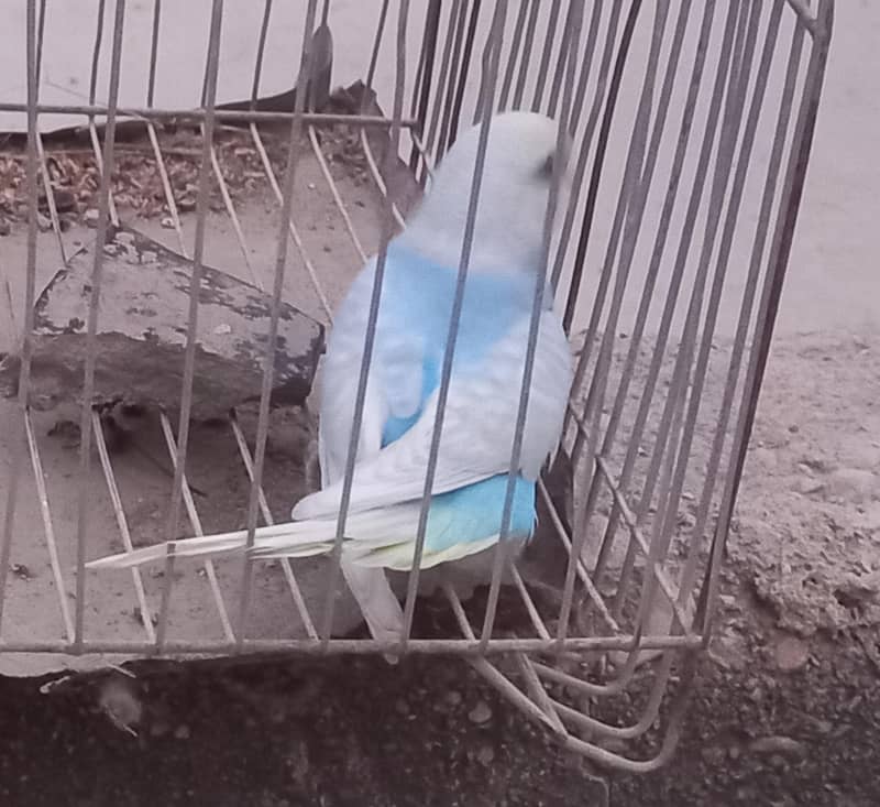 Rainbow Clear Wing Patha 3