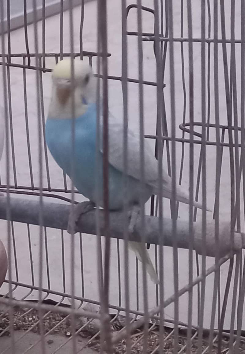 Rainbow Clear Wing Patha 4