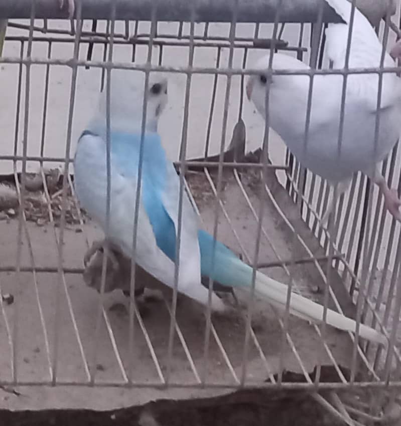 Rainbow Clear Wing Patha 6