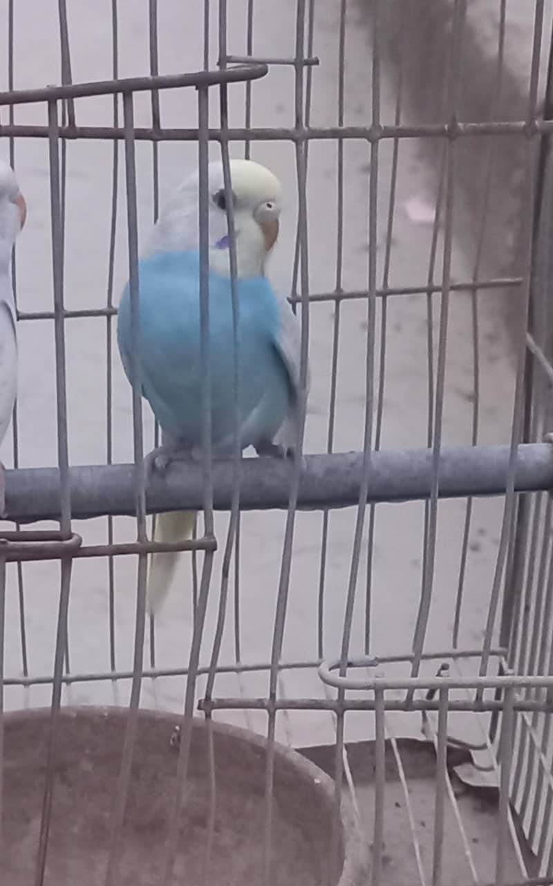 Rainbow Clear Wing Patha 7