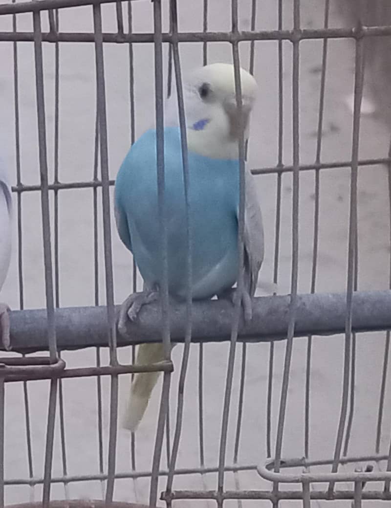 Rainbow Clear Wing Patha 8