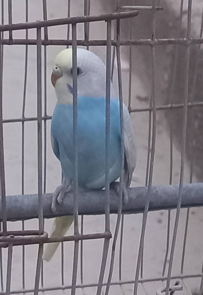 Rainbow Clear Wing Patha 9