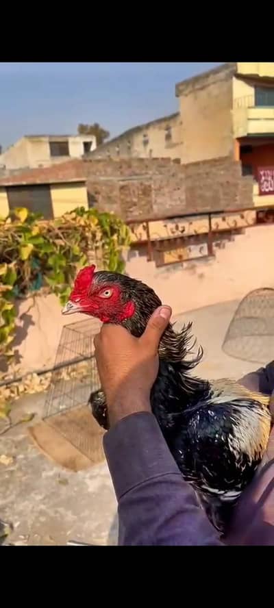 high quality one eyes aseel mianwali