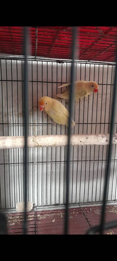Love Birds Breeder Pair