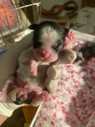 Shitzu puppies availble