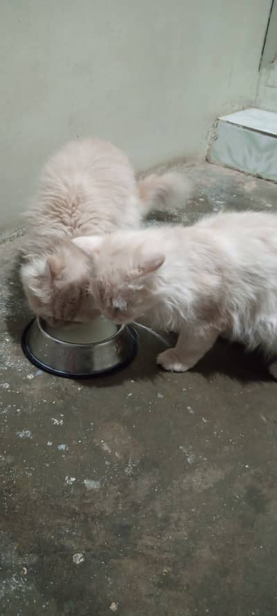 Male pair Persian cats
