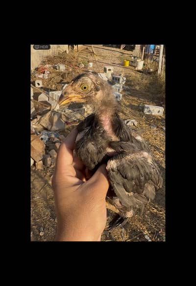 Aseel Choza (chick) for sale - Father and Mother pic  Attached.