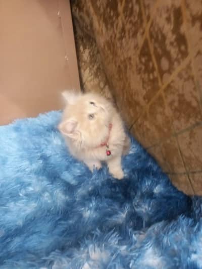 persion cat triple coated