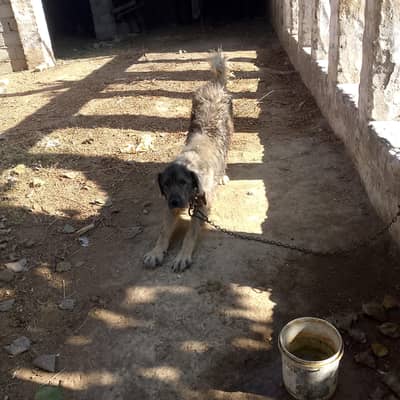 Afghani dog
