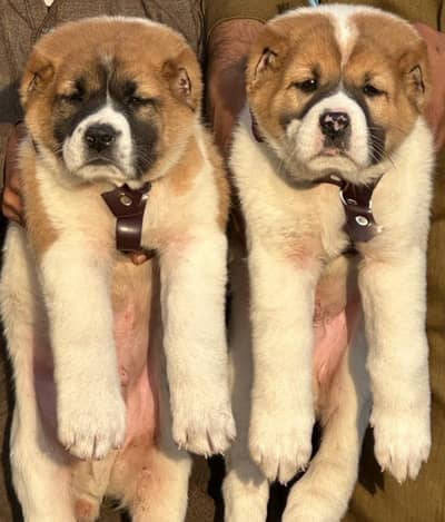 Alabai | King alabai puppies | Central Asian Shepherd | security dog