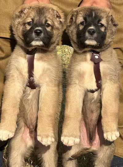 kurdish kangal puppy | kurdish kangal dog| kangal puppies