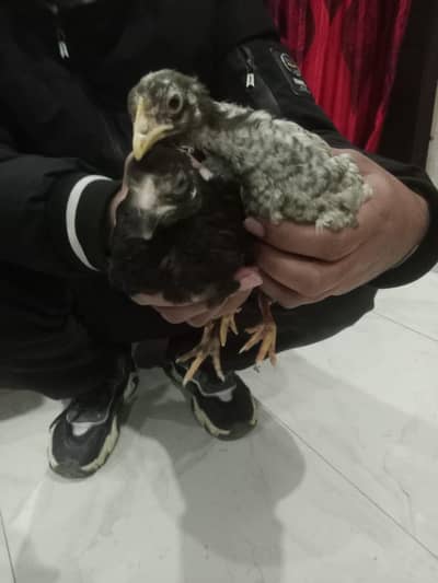 Dono aseel ha 1 pair ha