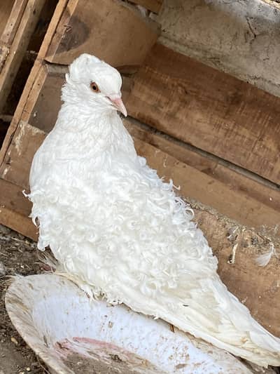 Healthy and active pigeons