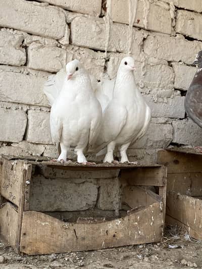 Healthy and active pigeons