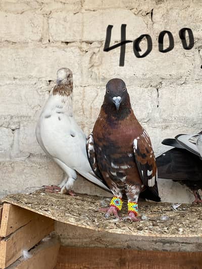 Healthy and active pigeons