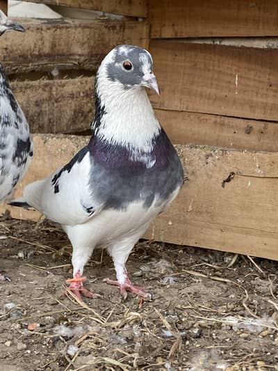 Healthy and active pigeons