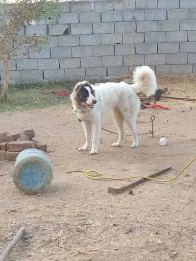 Afghan kuchi male pupy