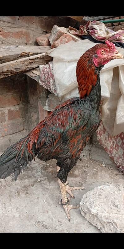 aseel murga laka top quality is numbr pr 03164145535 rabta kre what