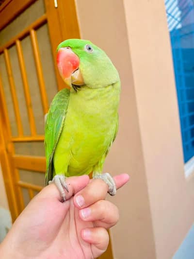 raw parrot