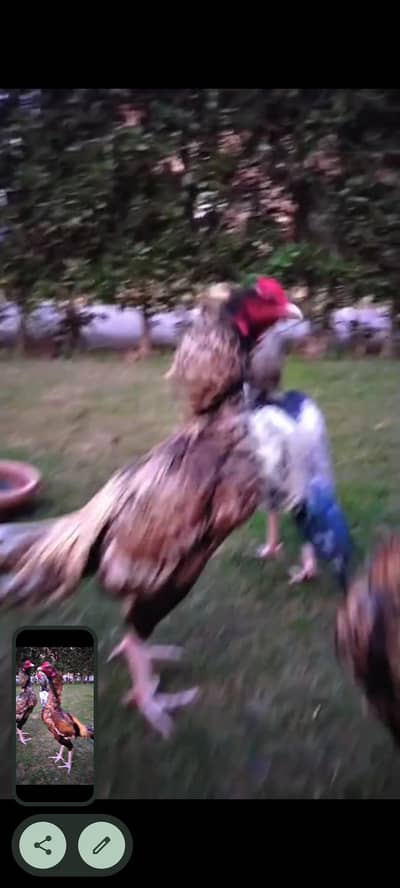 saling Aseel A + breed male for salr