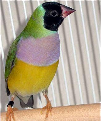 Gouldian finch