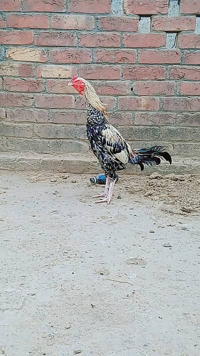 Mianwali Aseel Murga