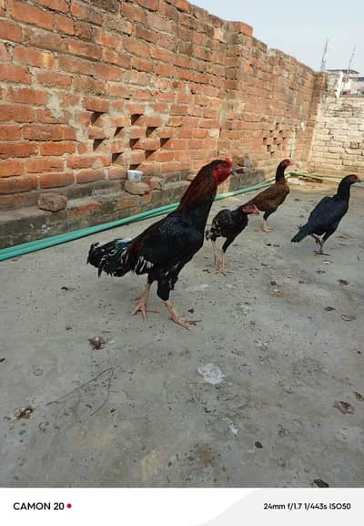 Aseel hens for sale