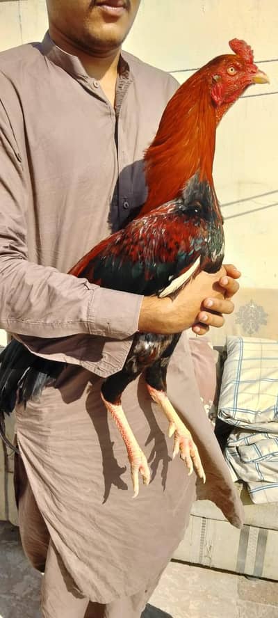 aseel mianwali breed