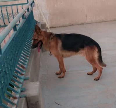 Pure breed of army dog