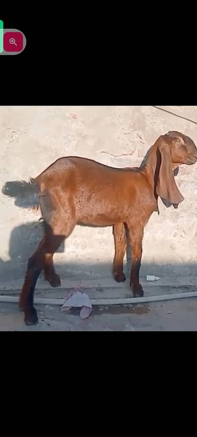 Mashallah A+ Quality Pure Desi Nagra Female