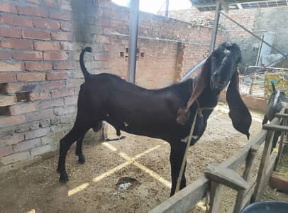 PURE BEETAL NAGRA BREEDER