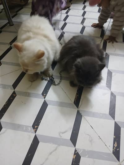 Cat pair for sale
